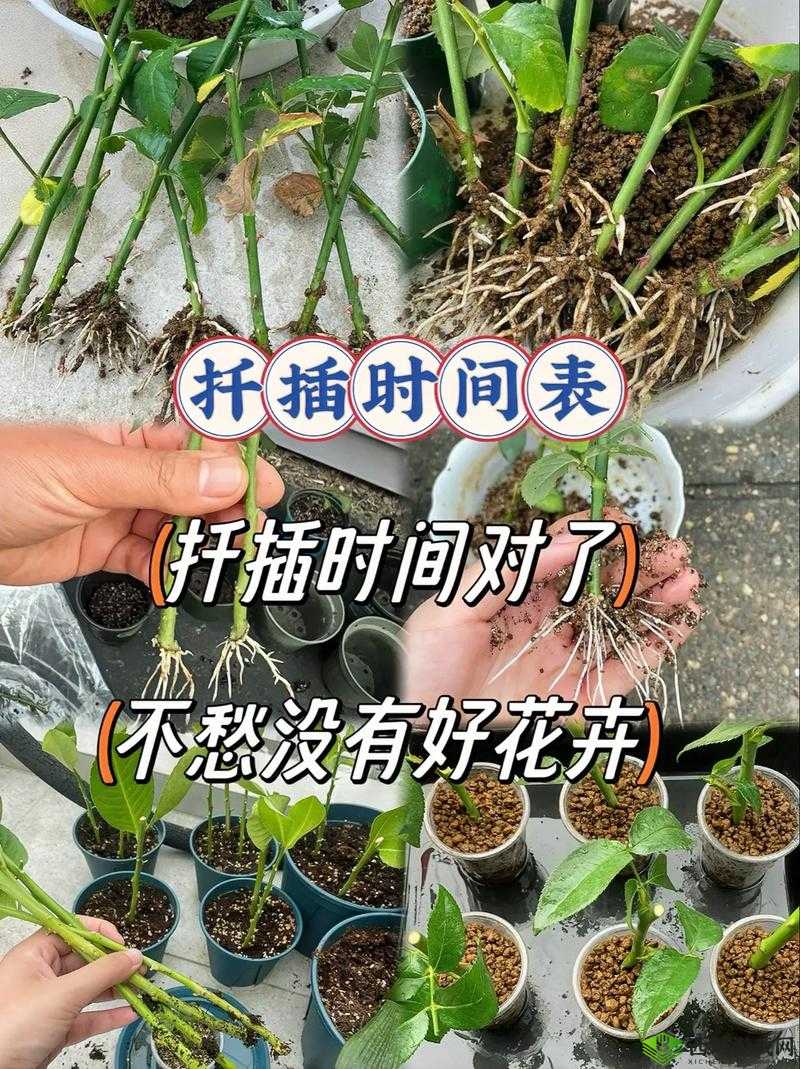 欧式 72 种扦插法的注意事项:要点全解