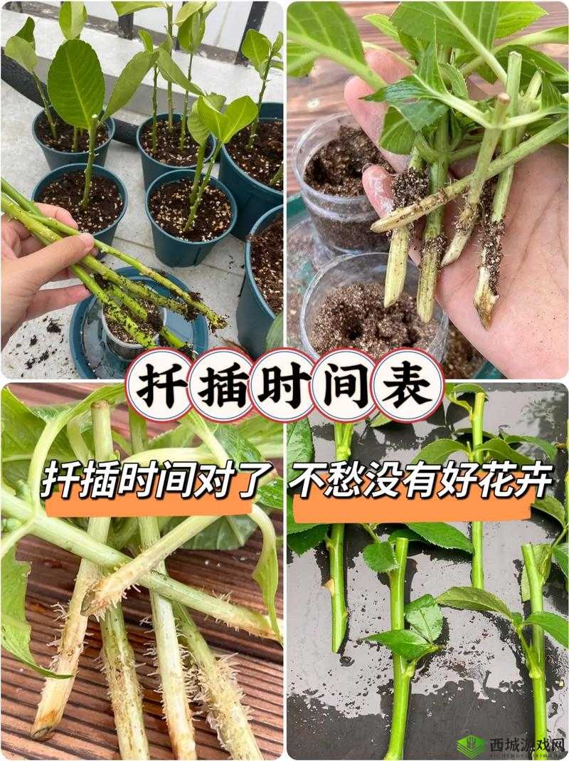 欧式 72 种扦插法的注意事项:关键要点需谨记