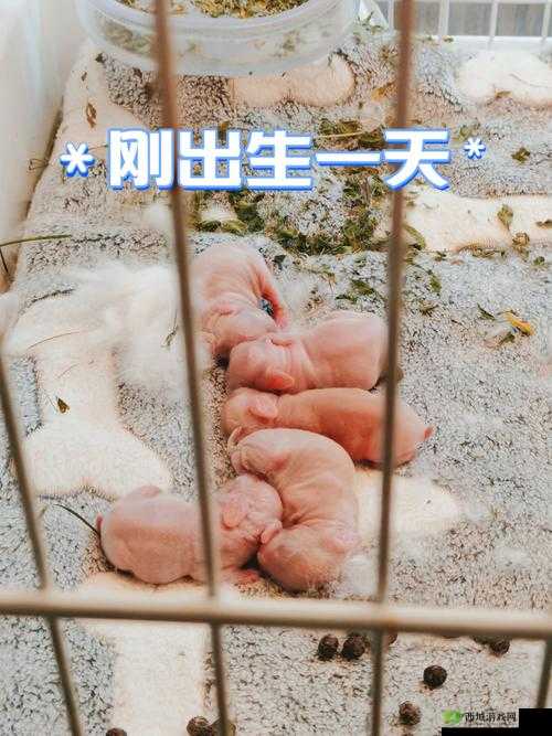 男生咬小兔兔摸小兔兔,是一种怎样的体验