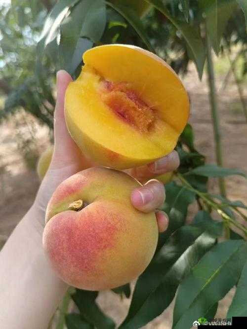 黄桃 b 站:独特内容的精彩呈现