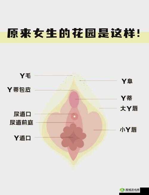 探索小花园的私密世界:抚摸技巧与方法详解